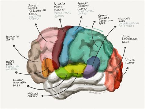 memory slots compared to human body|Brain has two slots for working memory .